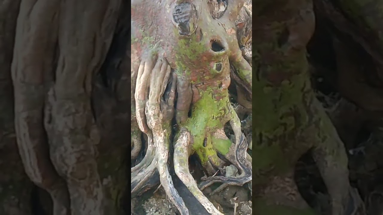 Mga Mutya na kakaibang mga punong Kahoy #agimat #lihimnakarunungan #nature