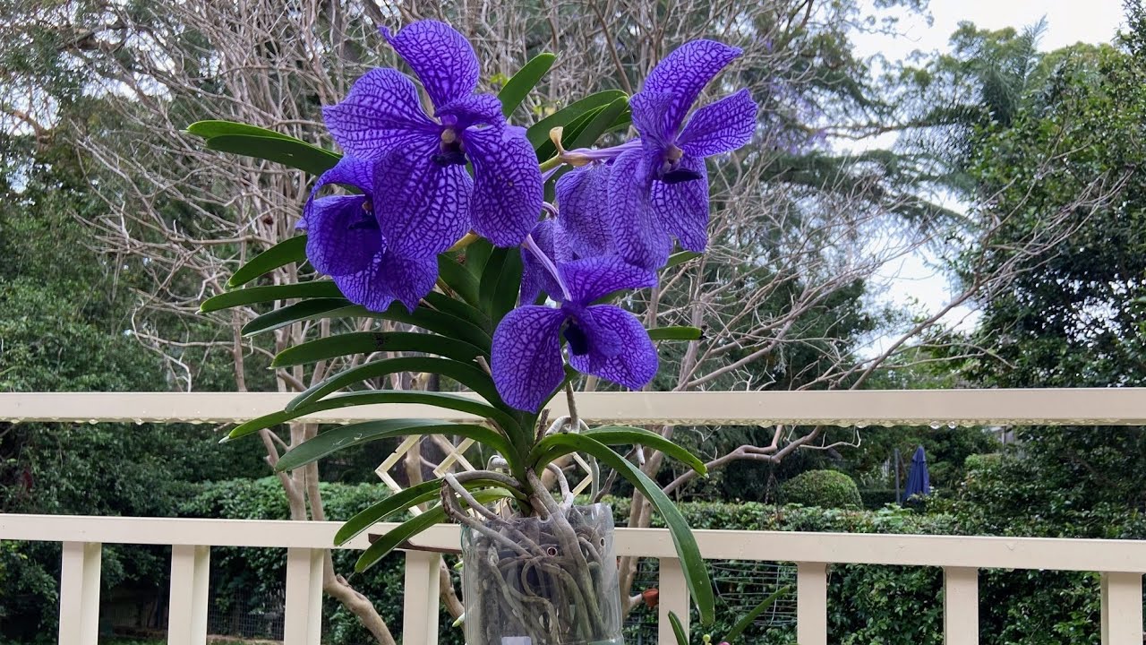 2502 萬代蘭的瓶子乾淨了 vanda care after blooming