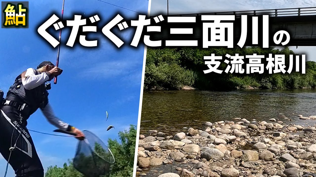 【鮎釣り】三面川の解禁3日目！大失態を晒した激渋の本流は諦めて支流高根川で釣果を重ねる