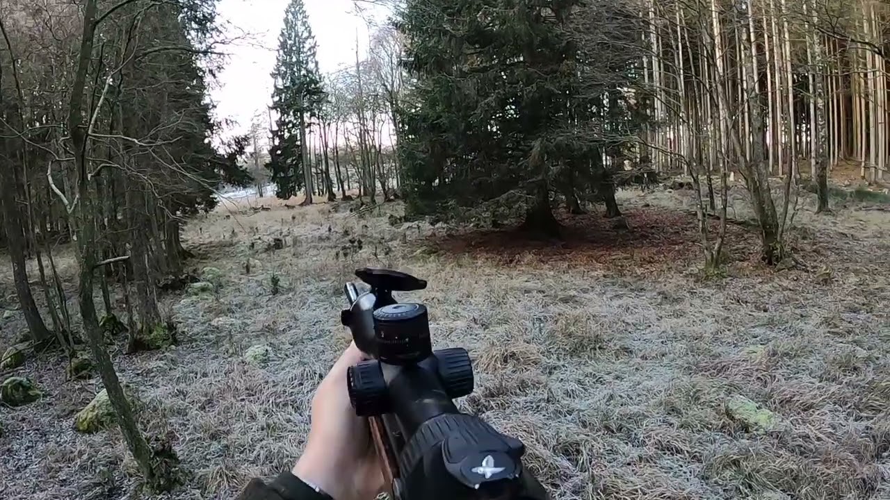 Drevjakt p&aring; dovhjort och vildsvin en frostig h&ouml;stmorgon. Skottsekvenser.