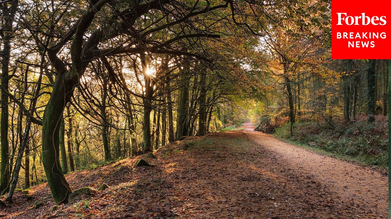 Congress Examines How Sustainable Forestry Can Fight Climate Change