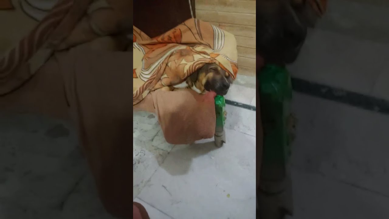 Funny Rudy is live