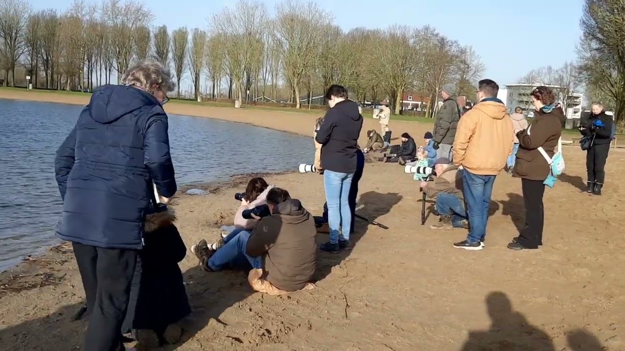 Flamingo's bij Rijkerswoerdse plas bij Arnhem 21-02-2026