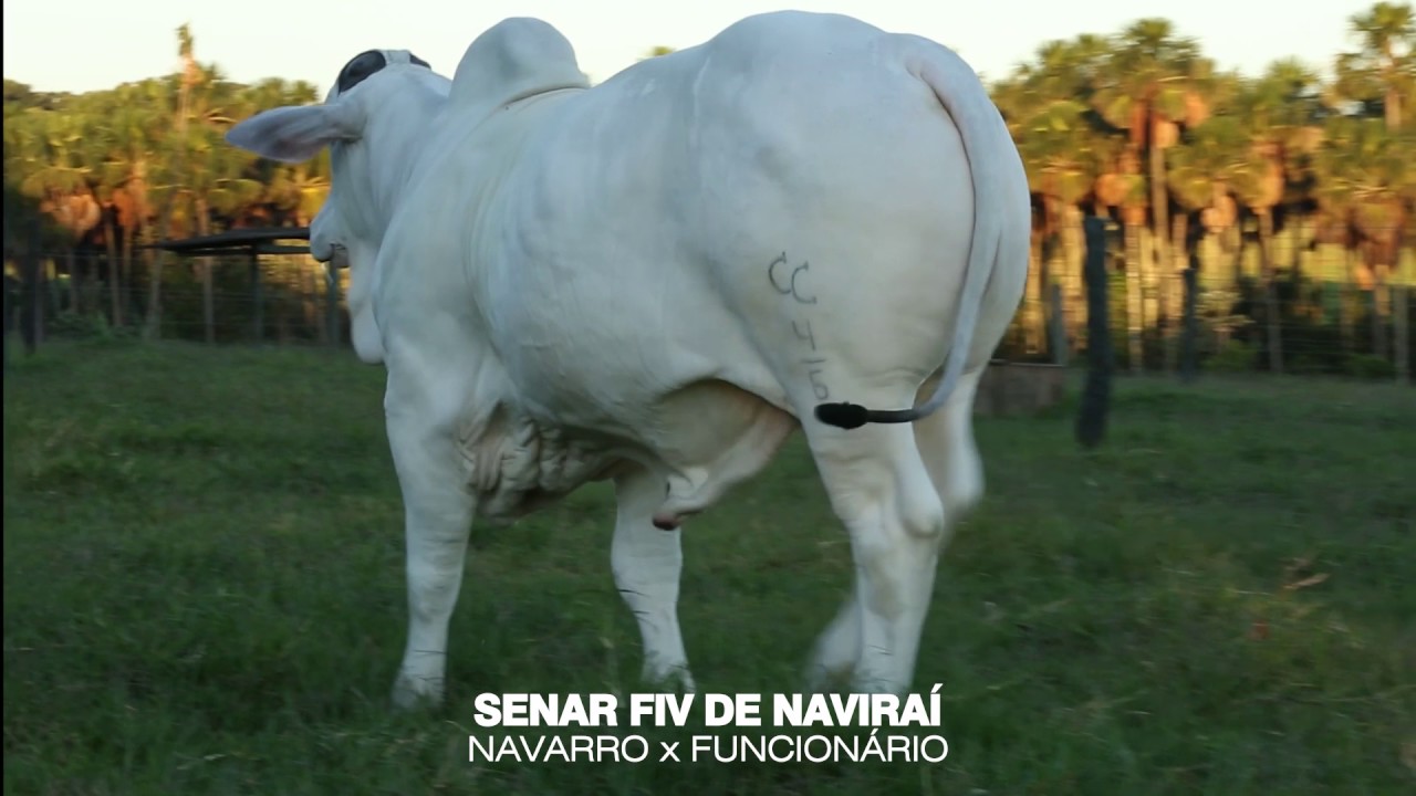 LOTE 21 - CSCC 5764