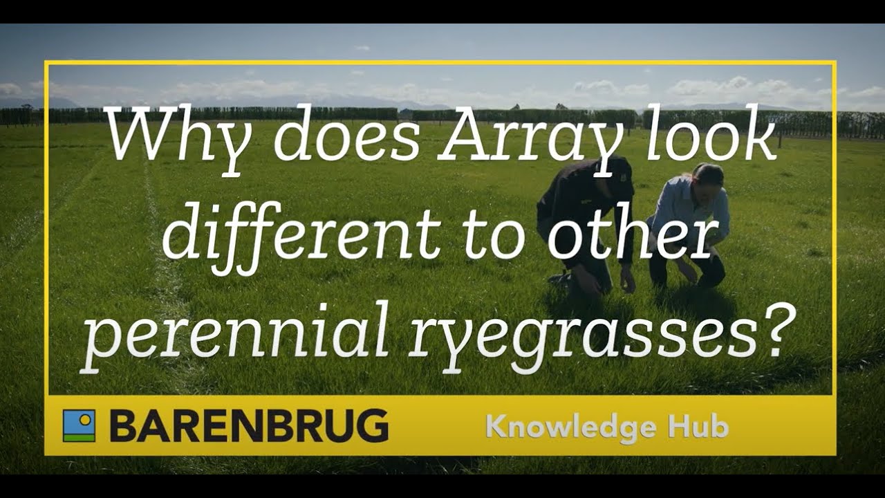 15 - Knowledge hub - Array, why does it look different to other perennial ryegrasses?