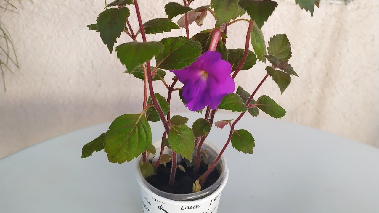 Achimenes yavrularının bakımı