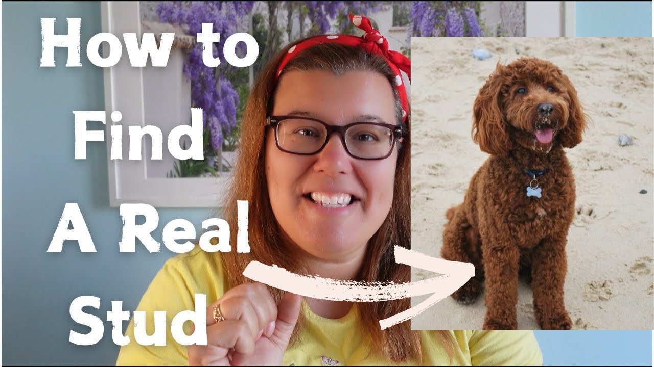 How to Find the Perfect Stud Dog | Key Criteria Every Breeder Should Know