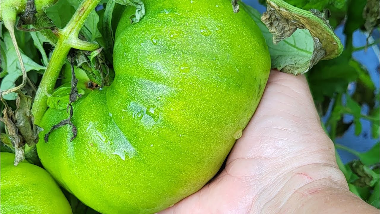 Make Some Green Tomato Relish