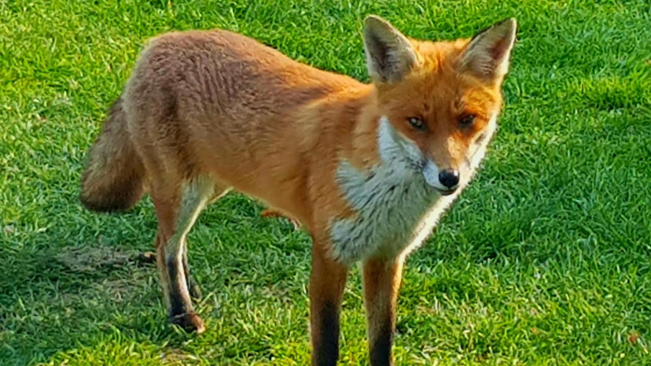 Feeding a wild pregnant fox close up nature video. Meeting a hungry friendly fox: Part 2