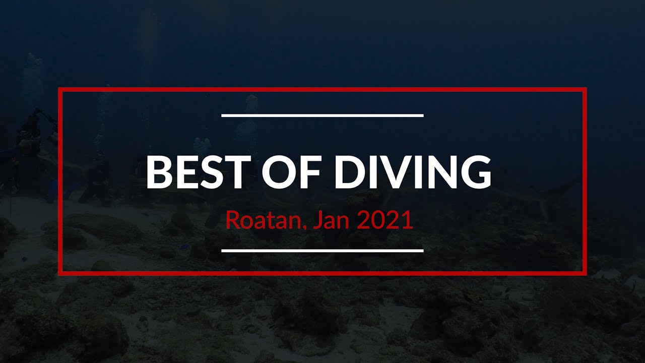 Best of Diving Roatan 2021