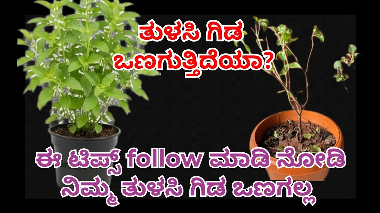 ತುಳಸಿ ಗಿಡ ಒಣಗಿದರೆ ಅರ್ಥ ಏನು? ಎಷ್ಟೇ ಆರೈಕೆ ಮಾಡಿದರೂ ತುಳಸಿ ಗಿಡ ಒಣಗಿದರೆ ಏನು ಮಾಡಬೇಕು #holybasil 