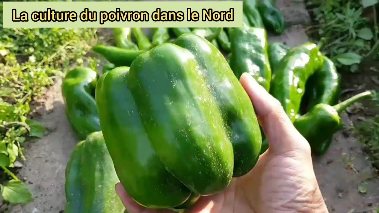 Peut-on cultiver le poivron dans le Nord de la France ? 2021
