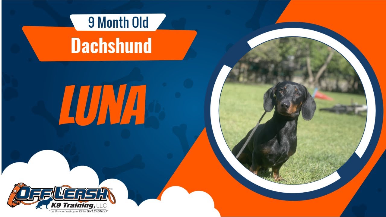 Best Dachshund Dog Training | Luna| Dog Training in London