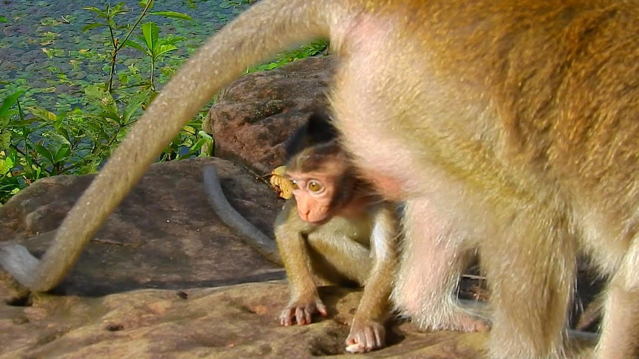 Aww Cute Baby Monkeys Videos Compilation | Funny and Cute Moment of the Monkeys - SVA daily life