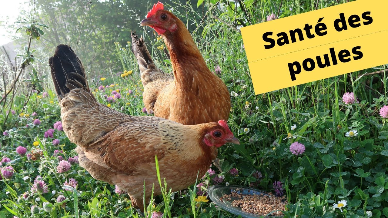 🐓🐤🐤🐤 Santé et soin des poules avec des méthodes naturelles 🐓🐤🐤🐤