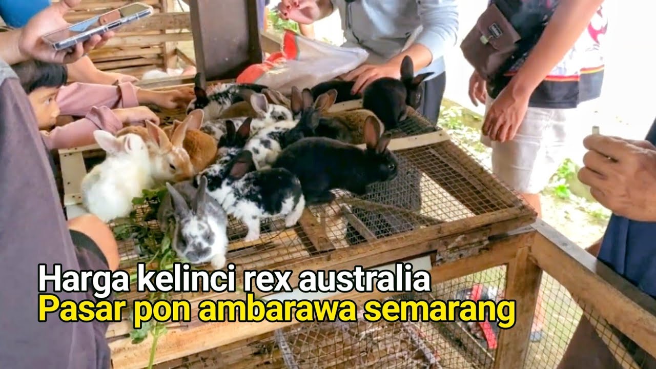 Pasar Pon Ambarawa Harga Kelinci Hias Rex Australia Pasar Kelinci Terbesar Semarang Jawa Tengah 2026
