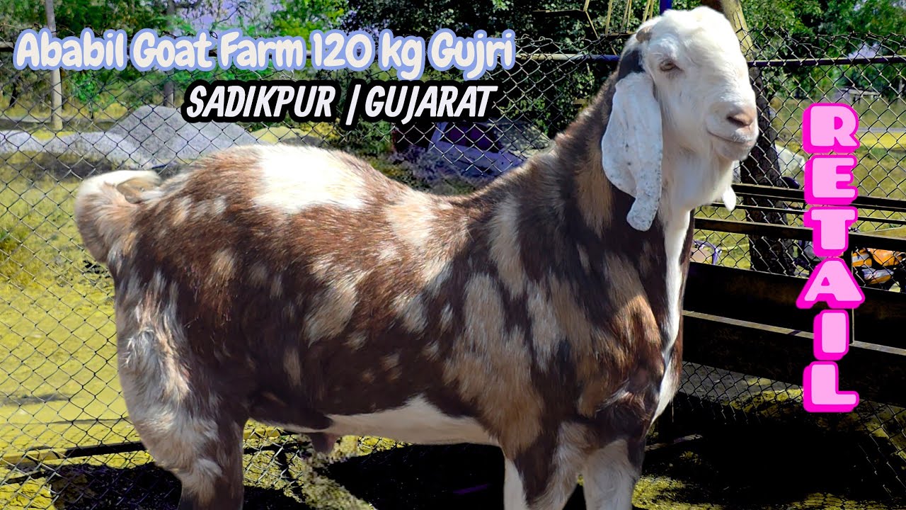 120 KG HEAVY GUJRI KHASSI AT ABABIL GOAT FARM | GUJARAT | SADIKPUR 