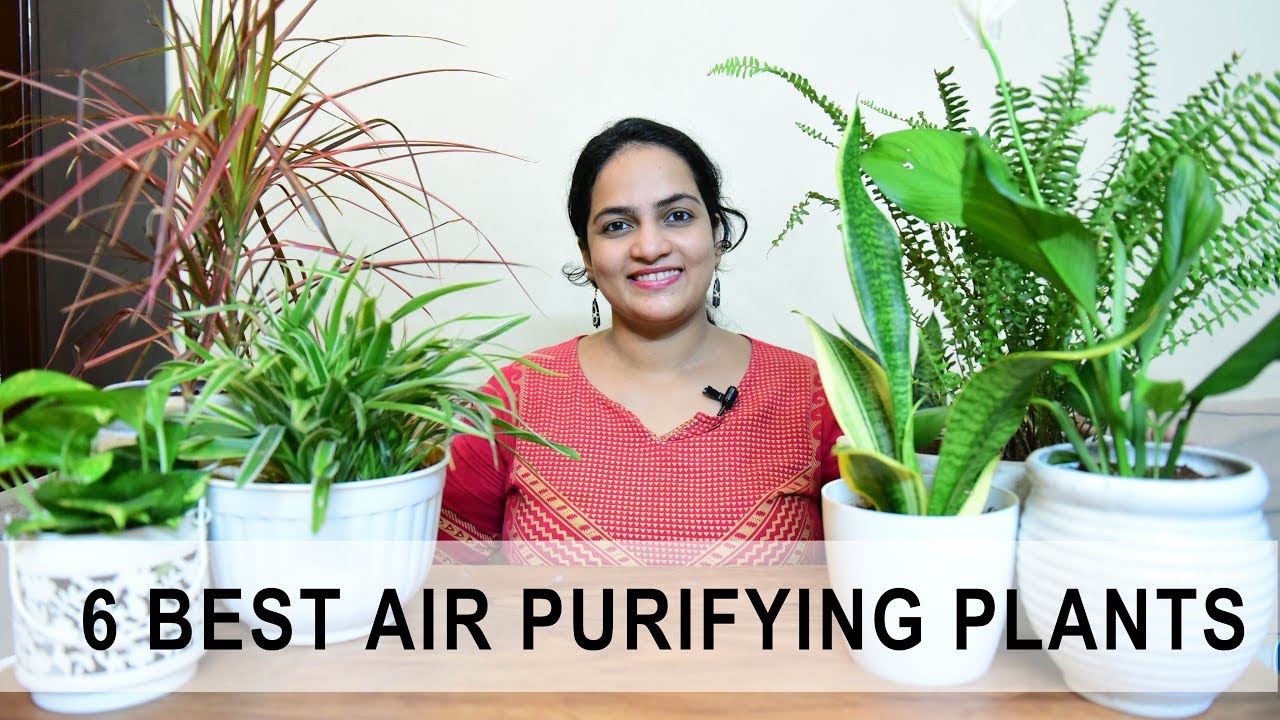 6 Best Indoor Air purification Plants in India | Gardening Info & Care