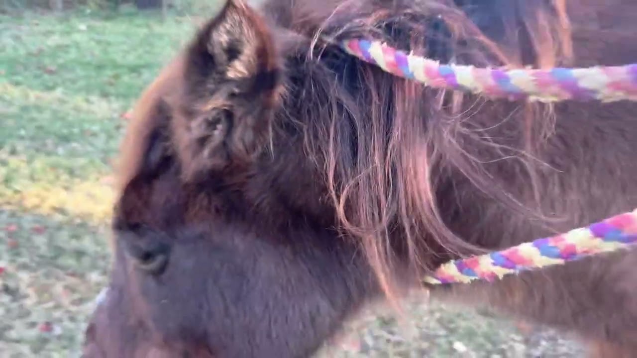 A Day In My Herd’s Life! 