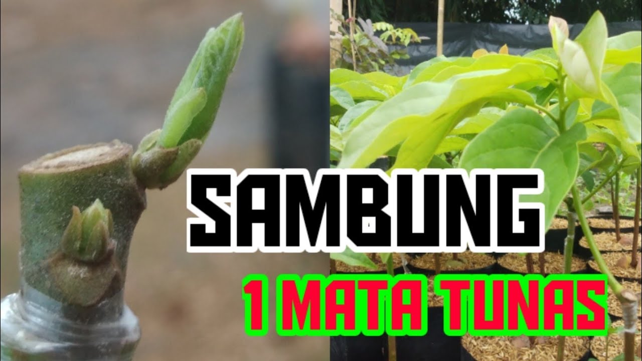 How to Grafting Avocado || Cara Sambung Alpukat 1 Mata tunas