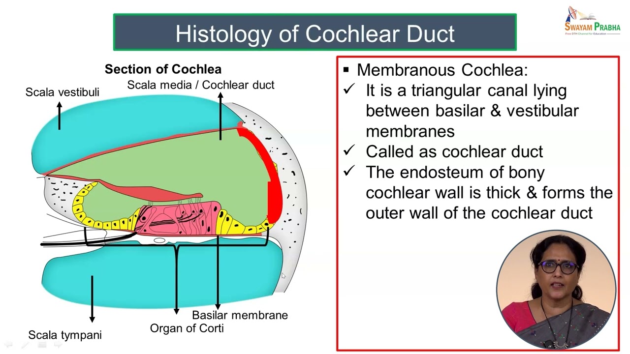 Histology of Cochlea