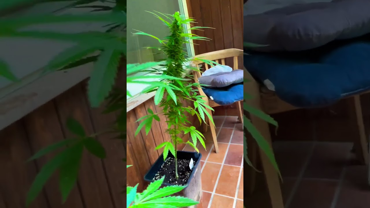 1. Outdoor Homegrow - White Widow - Northern Light #homecrow #cannabis #whitewidow #northernlights