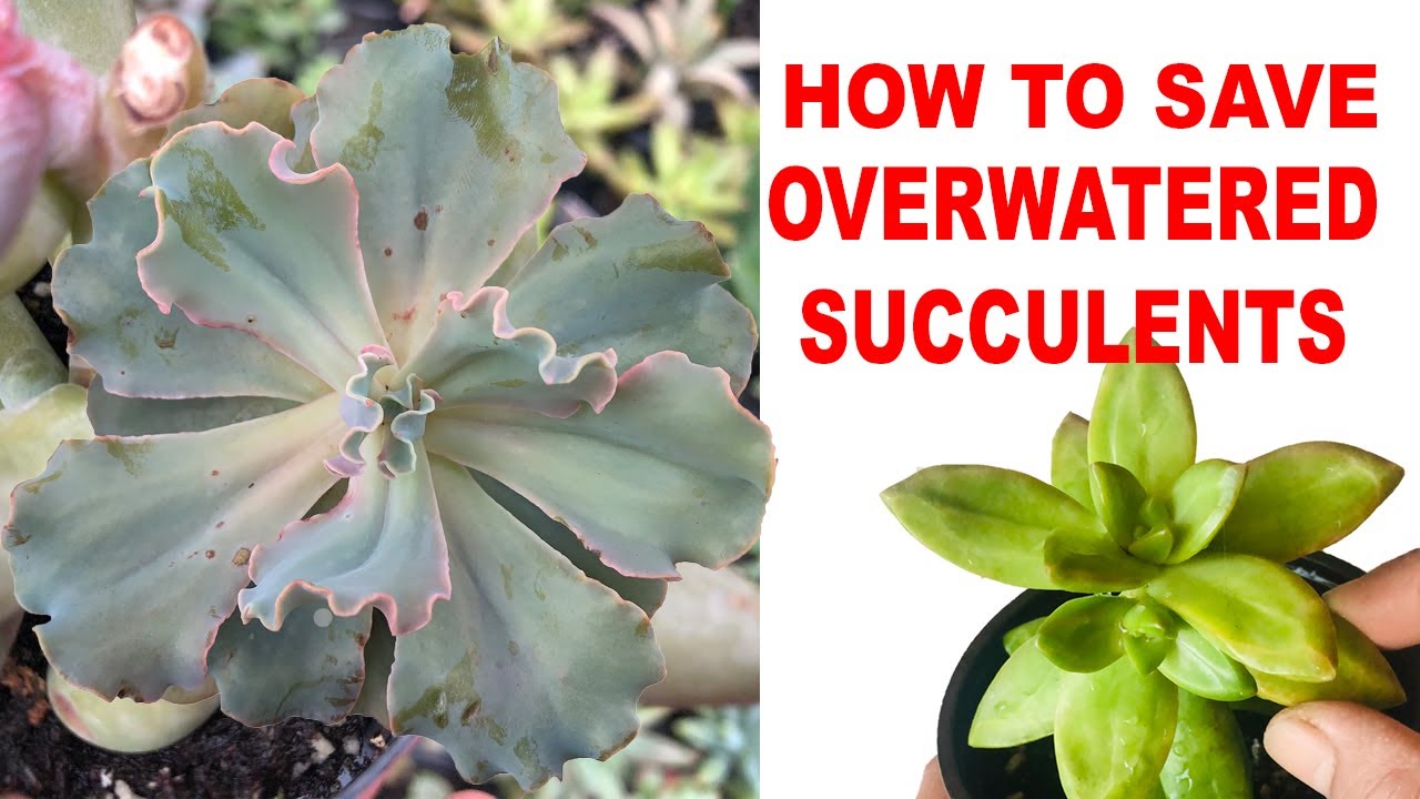 How To Save Overwatered Succulents