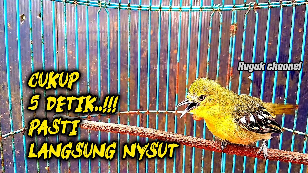 Burung Sirtu Cipoh Gacor Pancingan Paling Ampuh Cipoh Diam 5 Detik Langsung Nyaut‼️