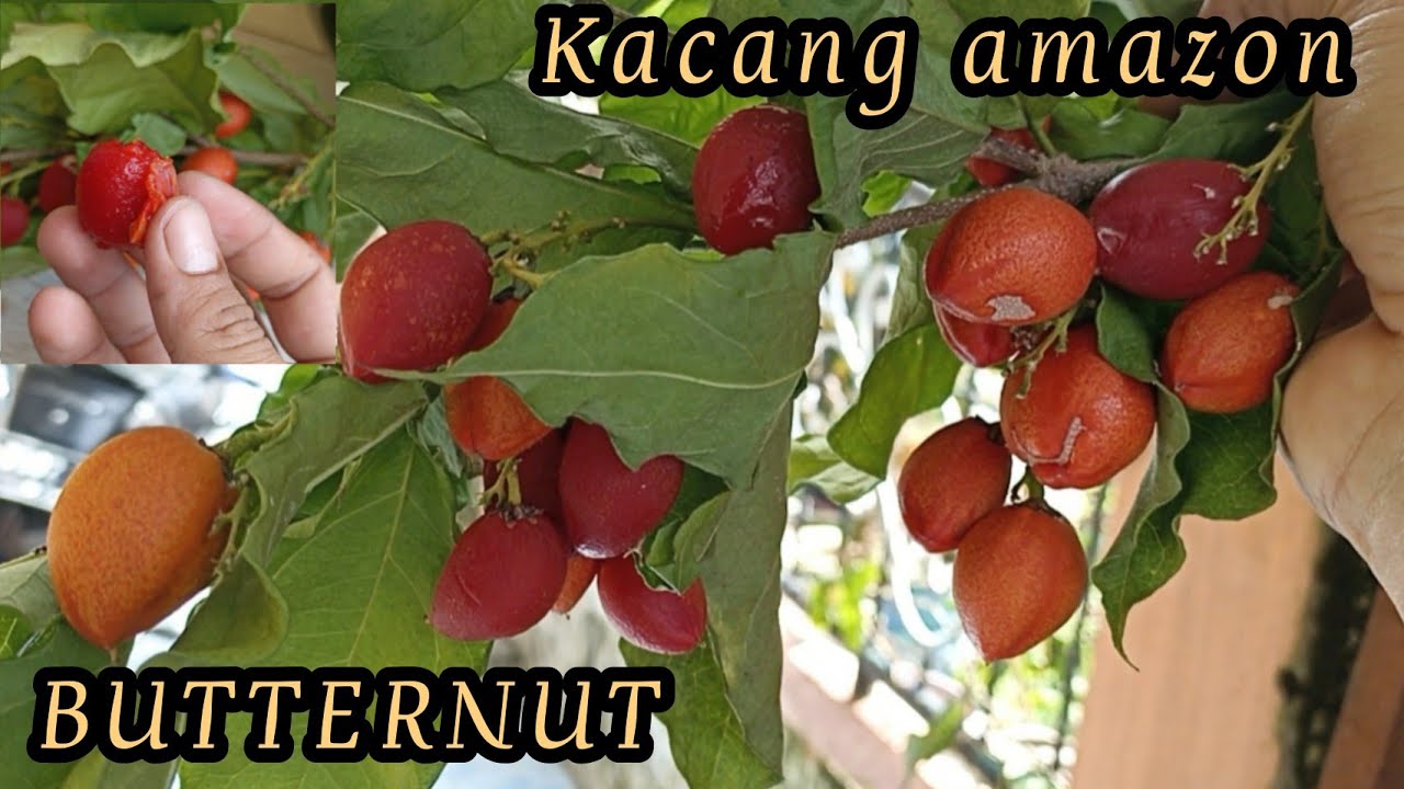 KACANG AMAZON || Kacang BUTTERNUT