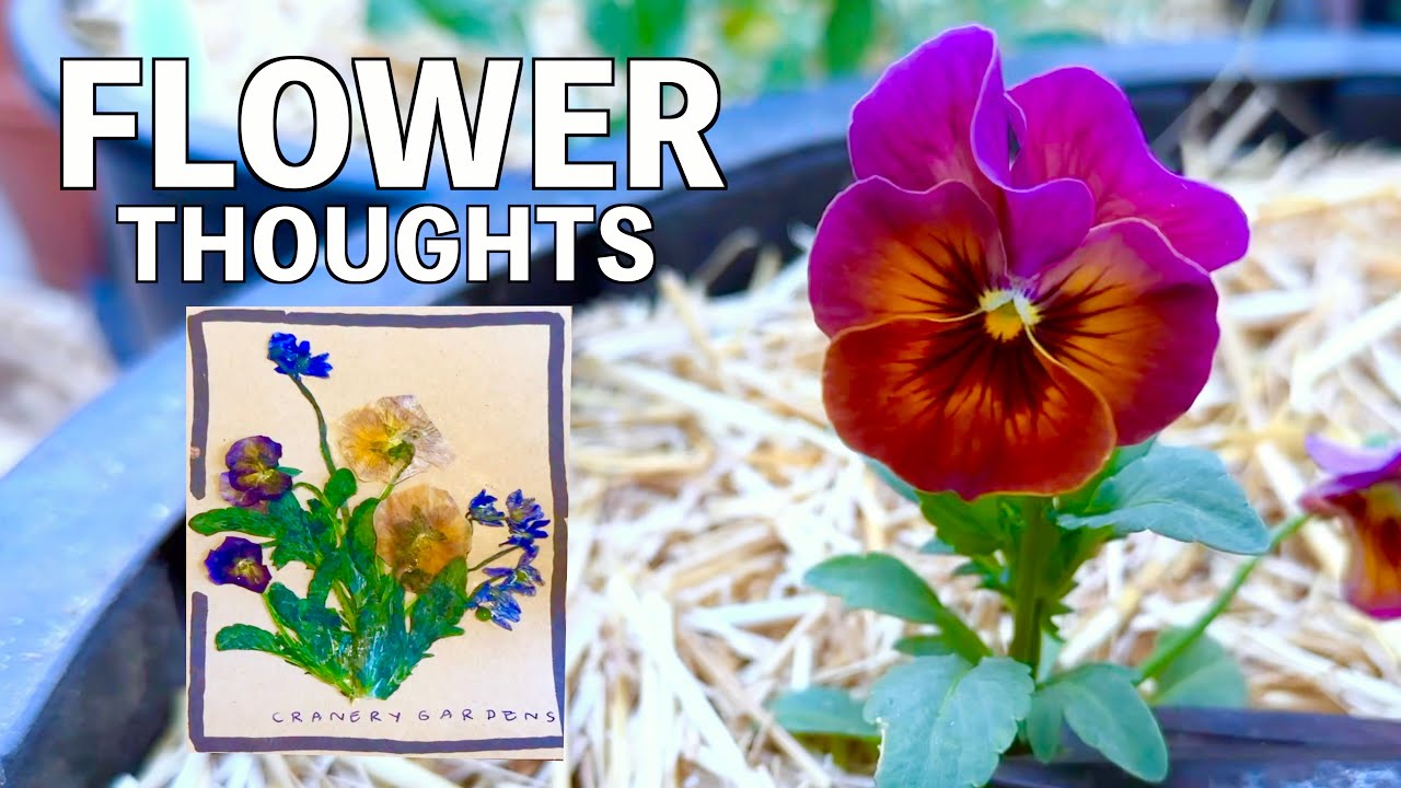 Handmade Thank You Card & Gift for Customers | Pressed Pansies, Macadamia Cookies | Flower Workshop