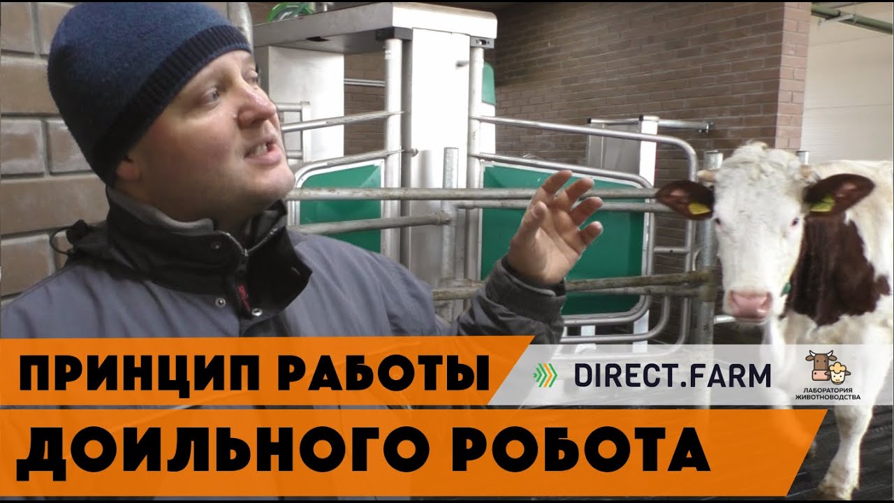 Принцип работы доильного робота