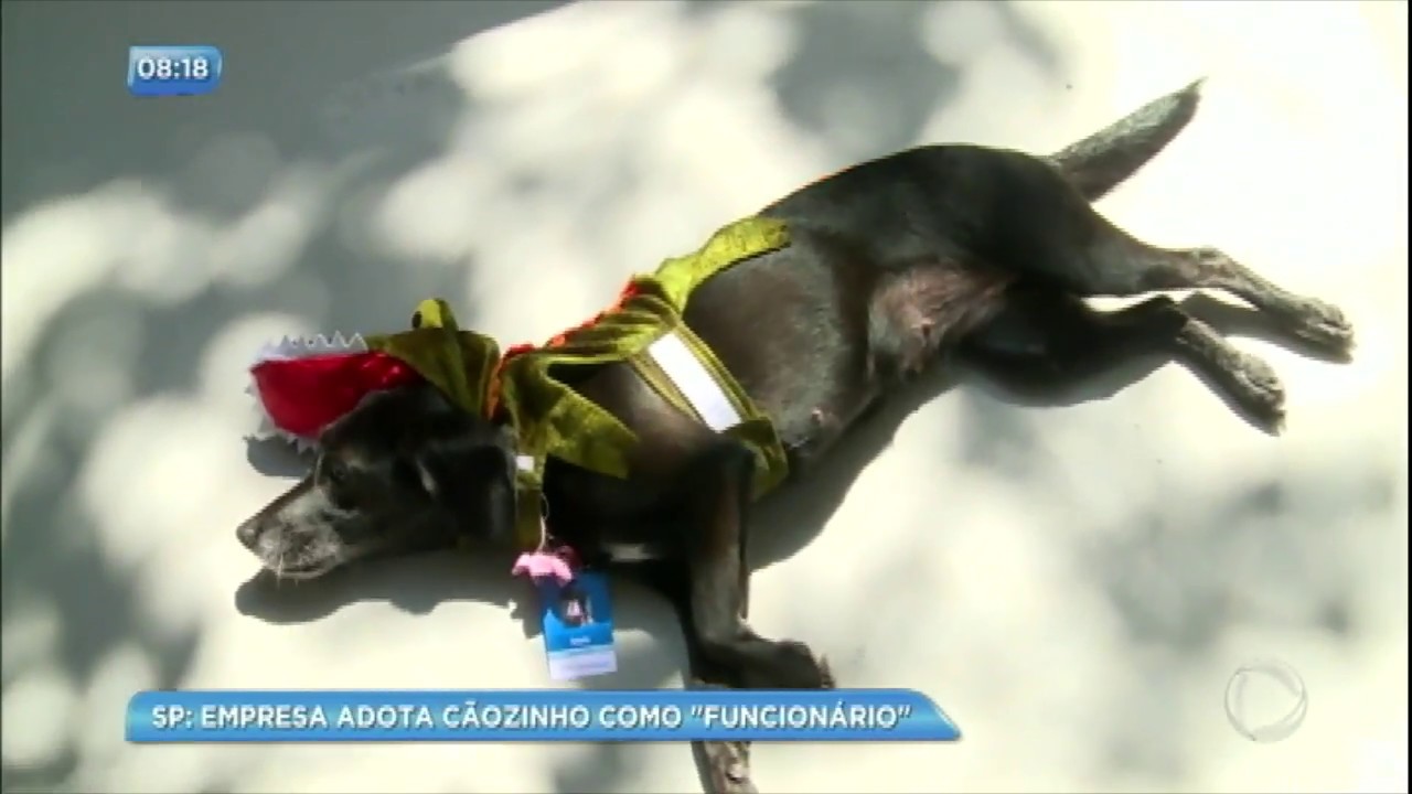 Empresa adota cachorrinha como funcionária
