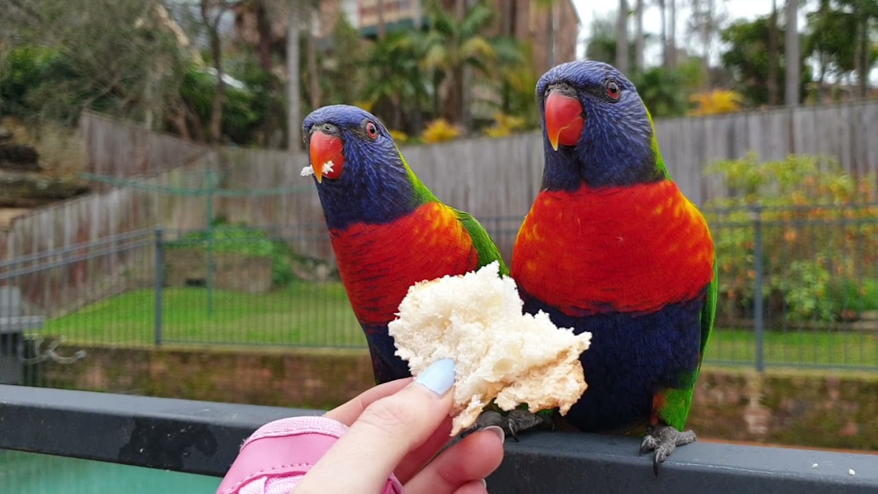 Lauren feeding Rosella's