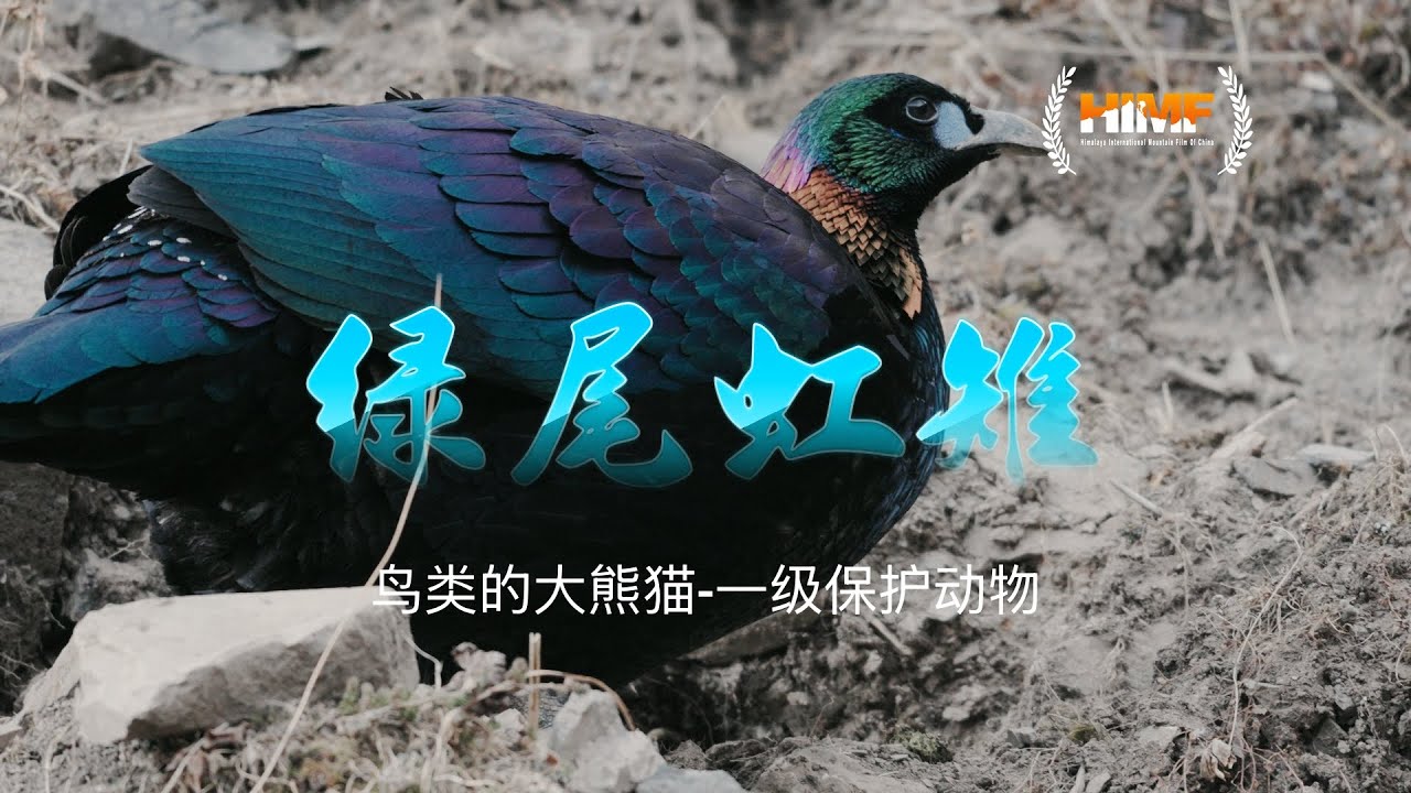 为了拍它爬到海拔四千多的地方，在零下18摄氏度的环境下进行拍摄。