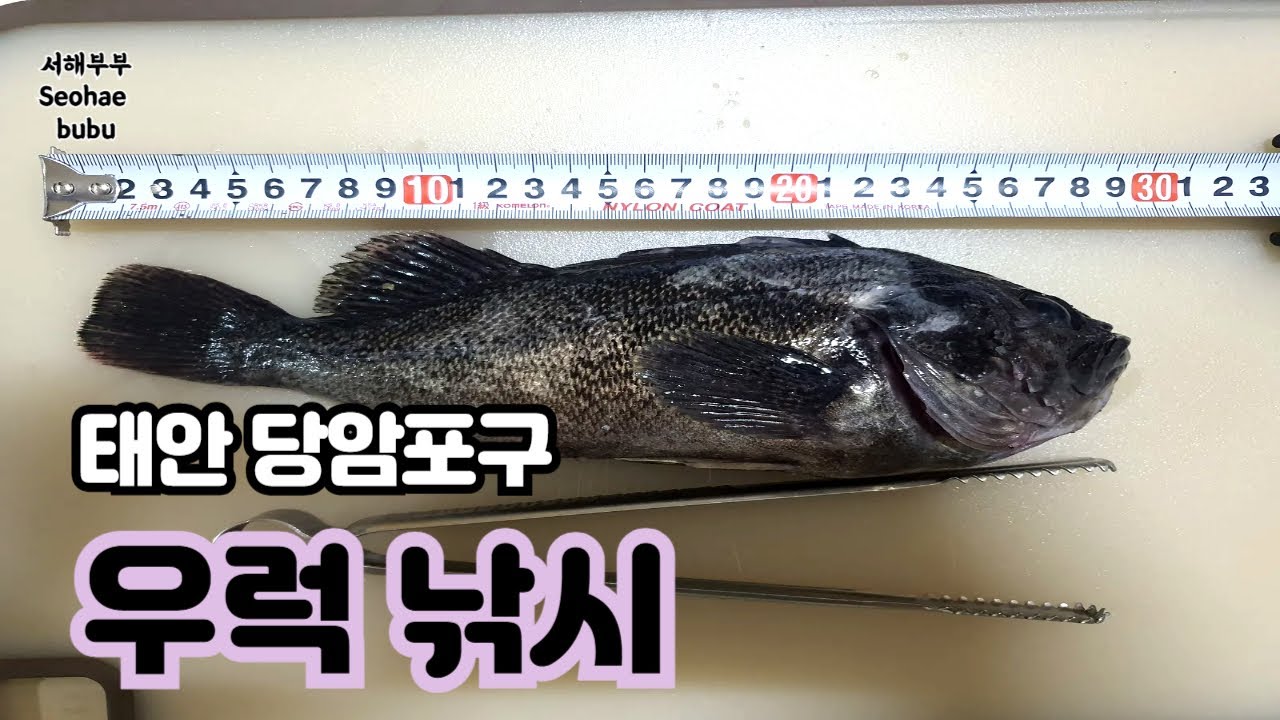 태안 당암포구 우럭 낚시 오랜만에 묵직한 손맛 봤습니다!       태안 당암포구 4월 18일 우럭낚시    서해부부( Seohae  bubu)