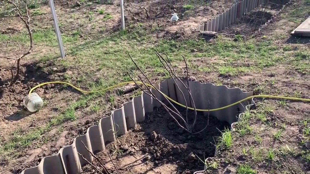 Инжир после зимы в Киевской области, апрель 2020