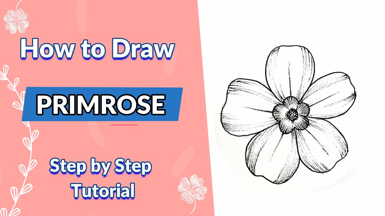 Day 5 | How to Draw a Primrose flower | Step By Step | Floral Illustration | Line shading