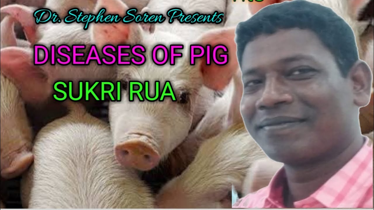 Diseases of Pig // Dr. Stephen Soren