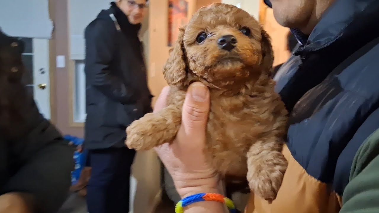 bringing nala home