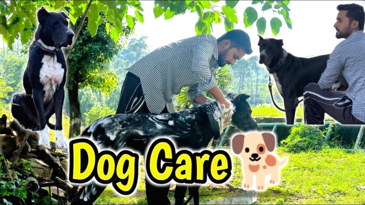 Pakistani bulli Dog 🐕 | Dog care😍