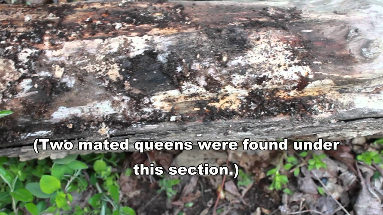 Searching for Queen Ants - Wood-Dwelling Camponotus Species
