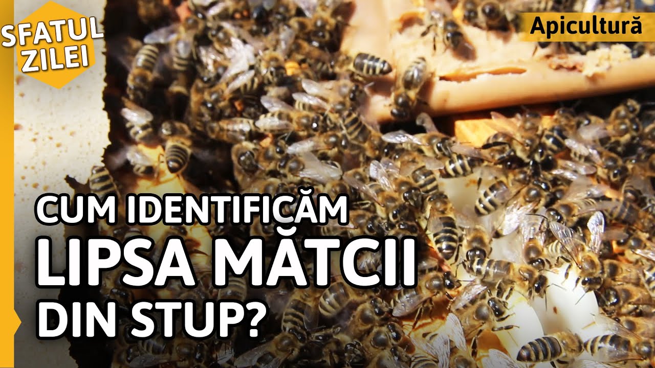 Cum identificăm LIPSA MĂTCII DIN STUP? [Sfatul zilei]