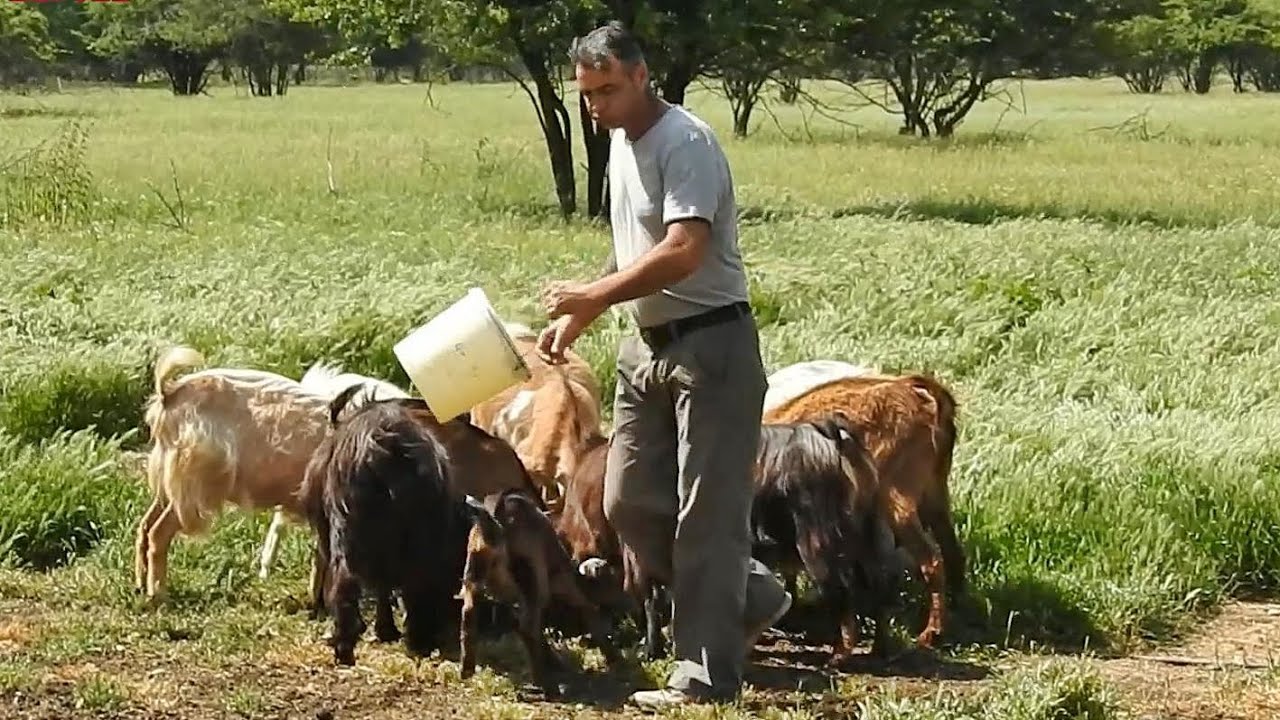 GEORGICA A CONSTRUIT SINGUR SAIVANUL PENTRU CAPRE,NECESAR PE TIMP DE VARA. LA STANA LUI GEORGE.