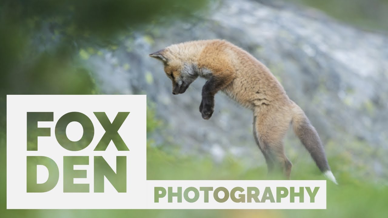 Photographing a Fox Den - Wilidlife Photography in the Tetons