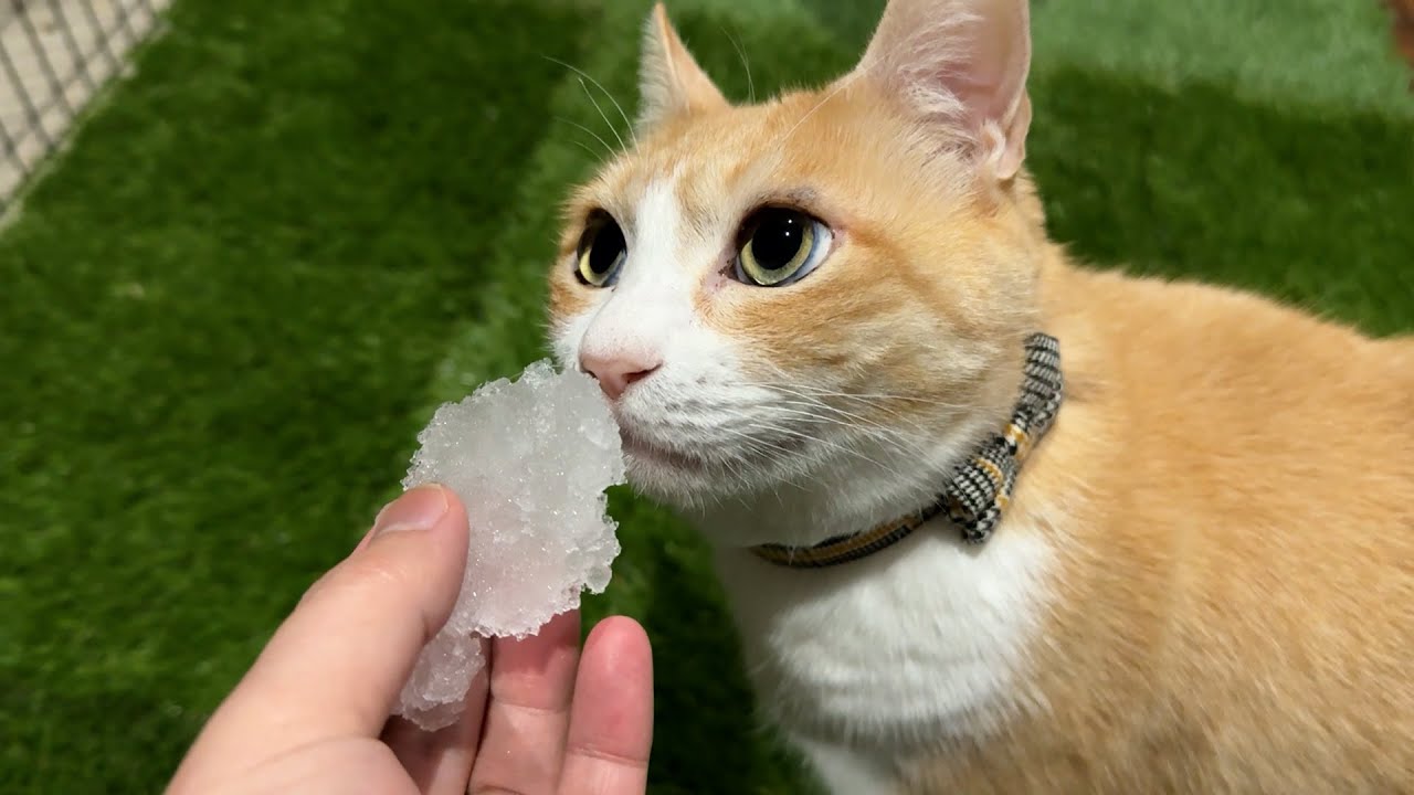 珍しく雪が降ったので猫達に見せたかったんだけど…