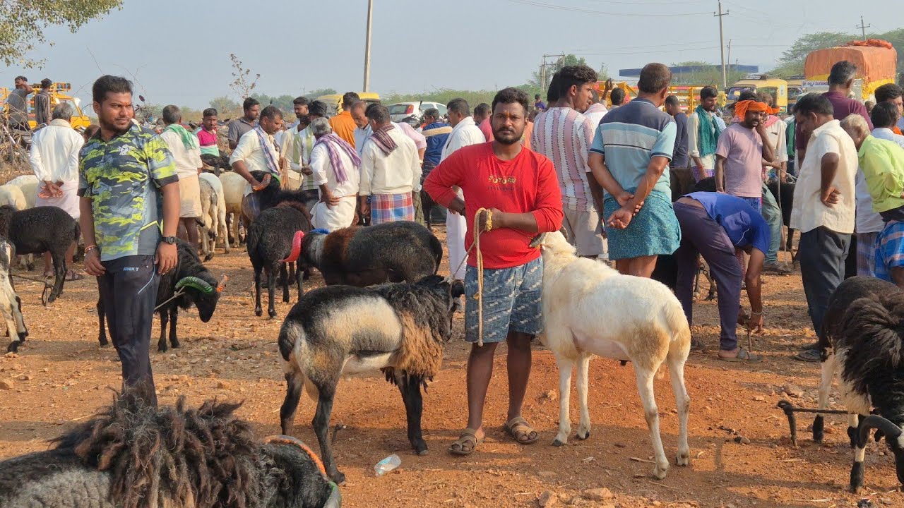 Duggawati sheep and goats market update Every Saturday morning bazar Karnataka India