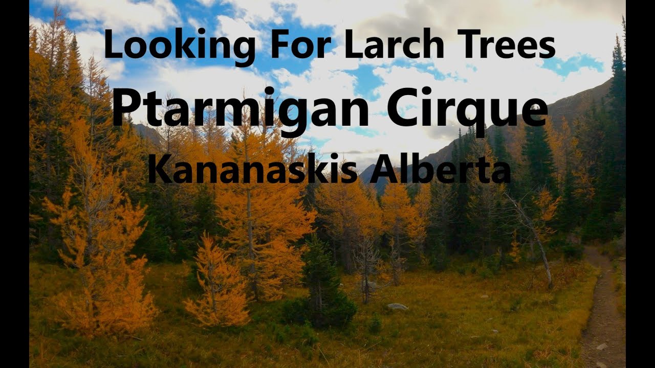 Larch Tree Hike Ptarmigan Cirque Kananaskis