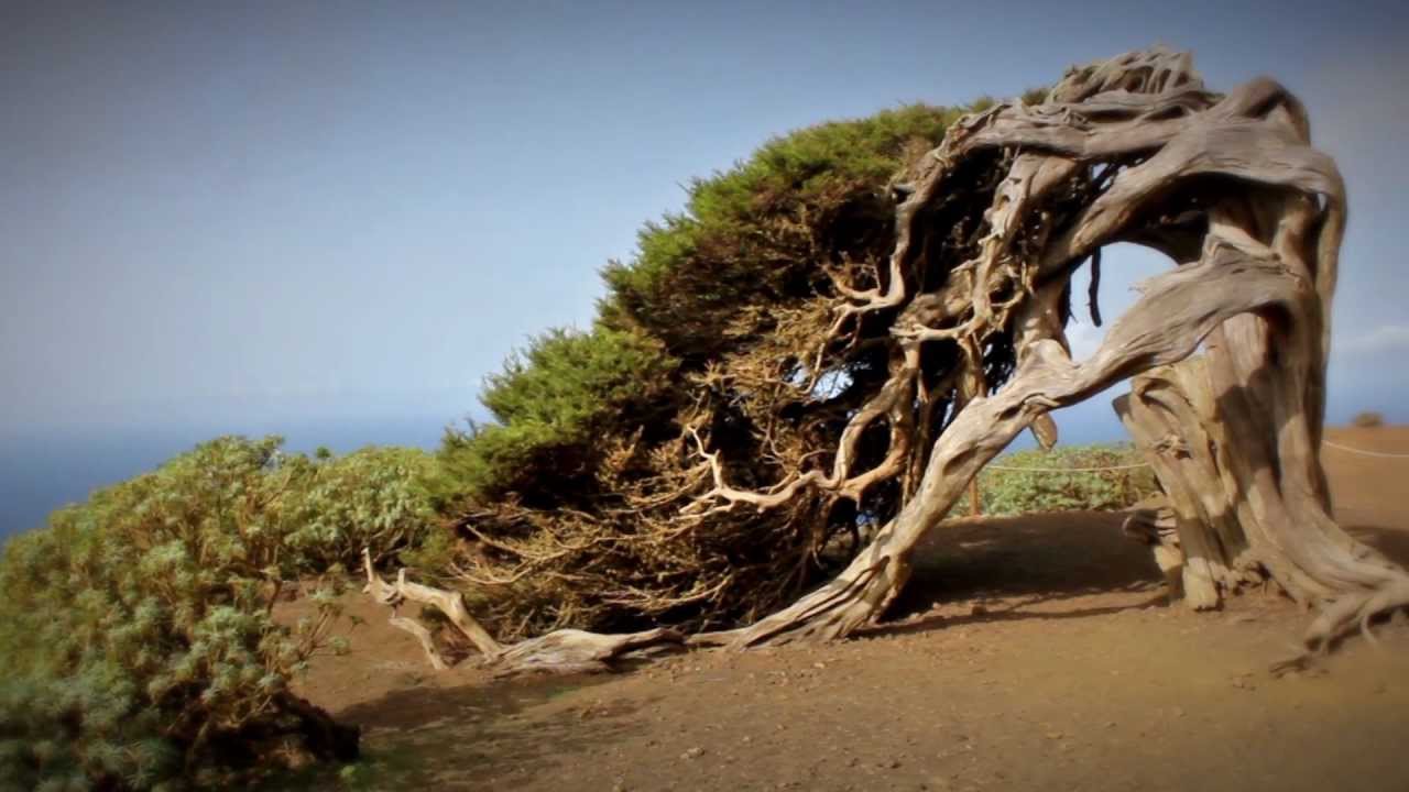 El Hierro, Canary Islands. Discover an uncontaminated world. Come to El Hierro.