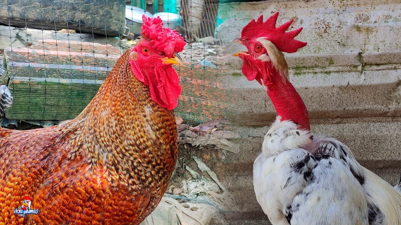 El gallo cresta en rosa y el Carioco - Actualización