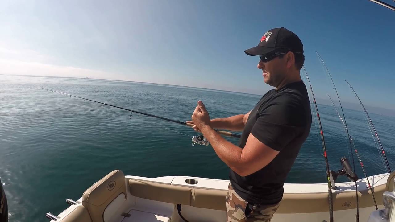 Вываживание окуня с помощью наживок